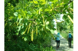 Caraganier de Sibérie – Arbre aux pois - Caragana arborescens - Haie champetre  - Pepiniere Alsace - Vegetal Local Nord Est - Bio - Jardin forêt comestible - fruitier - permaculture