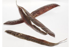 Févier d’Amérique - Gleditsia triacanthos - Haie champetre  - Pepiniere Alsace - Vegetal Local Nord Est - Bio - Jardin forêt comestible - fruitier - permaculture