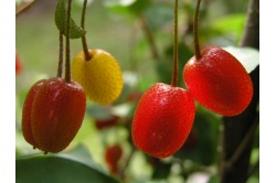 Goumi du Japon - Elaeagnus multiflora - Haie champetre  - Pepiniere Alsace - Vegetal Local Nord Est - Bio - Jardin forêt comestible - fruitier - permaculture