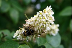 Maackie de l’Amour - Maackia amurensis - Haie champetre  - Pepiniere Alsace - Vegetal Local Nord Est - Bio - Jardin forêt comestible - fruitier - permaculture