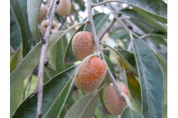 Olivier de Bohême - Elaeagnus angustifolia - Haie champetre  - Pepiniere Alsace - Vegetal Local Nord Est - Bio - Jardin forêt comestible - fruitier - permaculture