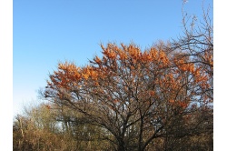 argousier-hergo-femelle-Hippophae-rhamnoides- Haie champetre  - Pepiniere Alsace - Vegetal Local Nord Est- Bio - Jardin forêt comestible - fruitier - permaculture 