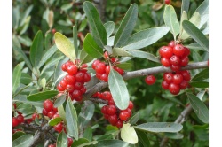 Shépherdie argentée - Shepherdia argentea - Haie champetre  - Pepiniere Alsace - Vegetal Local Nord Est - Bio - Jardin forêt comestible - fruitier - permaculture