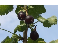Caseille ‘Anita’ - Ribes nigrum x divaricatum x uva-crispa - Haie champetre  - Pepiniere Alsace - Vegetal Local Nord Est - Bio - Jardin forêt comestible - fruitier - permaculture
