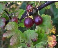 Groseillier à maquereau 'Rouge Freedonia' (sans épine) - Ribes uva-crispa  - Haie champetre  - Pepiniere Alsace - Vegetal Local Nord Est - Bio - Jardin forêt comestible - fruitier - permaculture