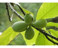 Asiminier greffé Prima 1216 - Asiminia triloba ‘Prima 1216’ - Haie champetre  - Pepiniere Alsace - Vegetal Local Nord Est - Bio - Jardin forêt comestible - fruitier - permaculture
