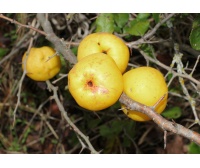 Cognassier du Japon 'Cido' - Chaenomeles japonica - Haie champetre  - Pepiniere Alsace - Vegetal Local Nord Est - Bio - Jardin forêt comestible - fruitier - permaculture