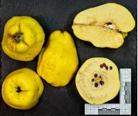 cognassier_vranja_-_cydonia_oblonga_-_pepiniere_alsace_vegetal_local_bio_-_fruit_2055085722