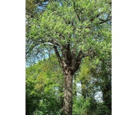 Cormier - Sorbus domestica - Haie champetre  - Pepiniere Alsace - Vegetal Local Nord Est - Bio - Jardin forêt comestible - fruitier - permaculture