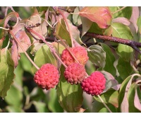 Cornouiller de Chine - Cornus kousa chinensis - Haie champetre  - Pepiniere Alsace - Vegetal Local Nord Est - Bio - Jardin forêt comestible - fruitier - permaculture