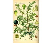 Genévrier commun - Juniperus communis - Haie champetre  - Pepiniere Alsace - Vegetal Local Nord Est - Bio - Jardin forêt comestible - fruitier - permaculture