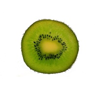 Kiwi ‘Solo’ - Actinidia deliciosa - Haie champetre  - Pepiniere Alsace - Vegetal Local Nord Est - Bio - Jardin forêt comestible - fruitier - permaculture