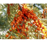 Argousier-tres_peu-d-epines_femelle-hippophae-rhamnoides- Haie champetre  - Pepiniere Alsace - Vegetal Local Nord Est- Bio - Jardin forêt comestible - fruitier - permaculture