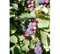 Amelanchier a feuilles ovales - Haie champetre  - Pepiniere Alsace - Vegetal Local Nord Est- Bio - Jardin forêt comestible - fruitier - permaculture