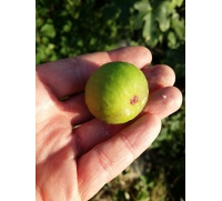 Figuier 'Türkiye' verte - Ficus carica - Haie champetre  - Pepiniere Alsace - Vegetal Local Nord Est - Bio - Jardin forêt comestible - fruitier - permaculture