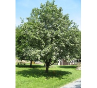 Alisier blanc - Sorbus aria - Haie champetre  - Pepiniere Alsace - Vegetal Local Nord Est - Bio - Jardin forêt comestible - fruitier - permaculture