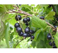 Cassissier ‘Noir de Bourgogne’ - Ribes nigrum - Haie champetre  - Pepiniere Alsace - Vegetal Local Nord Est - Bio - Jardin forêt comestible - fruitier - permaculture