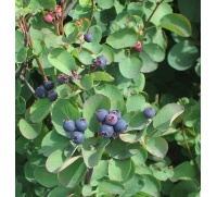 Amelanchier a feuilles d Aulne - Amelanchier alnifolia - Haie champetre  - Pepiniere Alsace - Vegetal Local Nord Est- Bio - Jardin forêt comestible - fruitier - permaculture