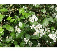 Aubépine à deux styles - Crataegus laevigata  - Haie champetre  - Pepiniere Alsace - Vegetal Local Nord Est - Bio - Jardin forêt comestible - fruitier - permaculture