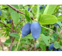Chèvrefeuille comestible – Baie de mai ‘Edulis’ - Lonicera caerulea  - Haie champetre  - Pepiniere Alsace - Vegetal Local Nord Est - Bio - Jardin forêt comestible - fruitier - permaculture