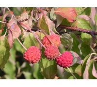 Cornouiller de Chine - Cornus kousa chinensis - Haie champetre  - Pepiniere Alsace - Vegetal Local Nord Est - Bio - Jardin forêt comestible - fruitier - permaculture