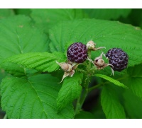 Framboisier 'Glen Coe' - Rubus idaeus - Haie champetre  - Pepiniere Alsace - Vegetal Local Nord Est - Bio - Jardin forêt comestible - fruitier - permaculture