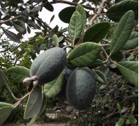 Goyavier du Brésil 'Apollo' - Feijoa sellowiana - Haie champetre  - Pepiniere Alsace - Vegetal Local Nord Est - Bio - Jardin forêt comestible - fruitier - permaculture