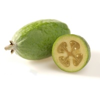 Goyavier du Brésil 'Coolridge' ou ‘Gemini’ - Feijoa sellowiana - Haie champetre  - Pepiniere Alsace - Vegetal Local Nord Est - Bio - Jardin forêt comestible - fruitier - permaculture