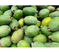 Goyavier du Brésil 'Mammouth' - Feijoa sellowiana  - Haie champetre  - Pepiniere Alsace - Vegetal Local Nord Est - Bio - Jardin forêt comestible - fruitier - permaculture