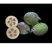 Goyavier du Brésil (variété commune) - Feijoa sellowiana  - Haie champetre  - Pepiniere Alsace - Vegetal Local Nord Est - Bio - Jardin forêt comestible - fruitier - permaculture