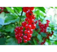 Groseillier à grappes 'Rolan' - Ribes rubrum - Haie champetre  - Pepiniere Alsace - Vegetal Local Nord Est - Bio - Jardin forêt comestible - fruitier - permaculture