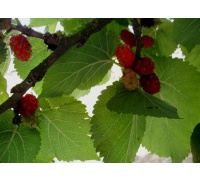 Mûrier rouge 'Illinois Everbearing' - Morus rubra - Haie champetre  - Pepiniere Alsace - Vegetal Local Nord Est - Bio - Jardin forêt comestible - fruitier - permaculture