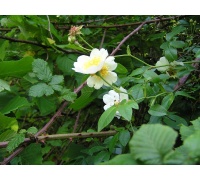 Rosier des champs - Rosa arvensis - Haie champetre  - Pepiniere Alsace - Vegetal Local Nord Est - Bio - Jardin forêt comestible - fruitier - permaculture