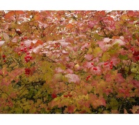 Viorne obier - Viburnum opulus - Haie champetre  - Pepiniere Alsace - Vegetal Local Nord Est - Bio - Jardin forêt comestible - fruitier - permaculture