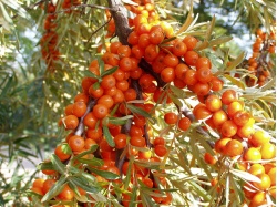 argousier_Hippophae rhamnoides_Haie champetre  - Pepiniere Alsace - Vegetal Local Nord Est- Bio - Jardin forêt comestible - fruitier - permaculture