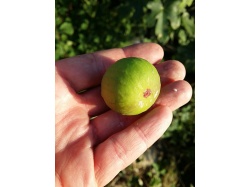 Figuier 'Türkiye' verte - Ficus carica - Haie champetre  - Pepiniere Alsace - Vegetal Local Nord Est - Bio - Jardin forêt comestible - fruitier - permaculture