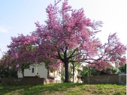 arbre-de-judee_Cercis_siliquastrum - Haie champetre  - Pepiniere Alsace - Vegetal Local Nord Est- Bio - Jardin forêt comestible - fruitier - permaculture