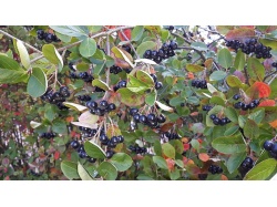 aronie_a_feuille_de_prunier_aronia_prunifolia_Haie champetre  - Pepiniere Alsace - Vegetal Local Nord Est- Bio - Jardin forêt comestible - fruitier - permaculture