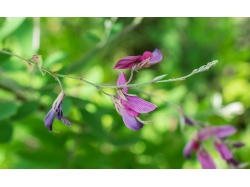 Lespedeza bicolore - Lespedeza bicolor - Haie champetre  - Pepiniere Alsace - Vegetal Local Nord Est - Bio - Jardin forêt comestible - fruitier - permaculture