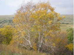 Bouleau- Betula pendula - Haie champetre  - Pepiniere Alsace - Vegetal Local Nord Est - Bio - Jardin forêt comestible - fruitier - permaculture