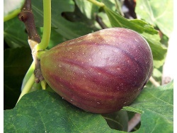 Figuier 'Italia' violette - Ficus carica - Haie champetre  - Pepiniere Alsace - Vegetal Local Nord Est - Bio - Jardin forêt comestible - fruitier - permaculture