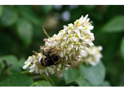 Maackie de l’Amour - Maackia amurensis - Haie champetre  - Pepiniere Alsace - Vegetal Local Nord Est - Bio - Jardin forêt comestible - fruitier - permaculture