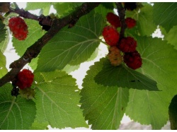 Mûrier rouge 'Illinois Everbearing' - Morus rubra - Haie champetre  - Pepiniere Alsace - Vegetal Local Nord Est - Bio - Jardin forêt comestible - fruitier - permaculture