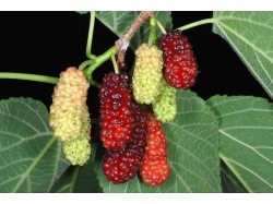 Mûrier rouge - Morus rubra - Haie champetre  - Pepiniere Alsace - Vegetal Local Nord Est - Bio - Jardin forêt comestible - fruitier - permaculture