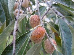 Olivier de Bohême - Elaeagnus angustifolia - Haie champetre  - Pepiniere Alsace - Vegetal Local Nord Est - Bio - Jardin forêt comestible - fruitier - permaculture