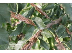 Orme champêtre - Ulmus minor - Haie champetre  - Pepiniere Alsace - Vegetal Local Nord Est - Bio - Jardin forêt comestible - fruitier - permaculture