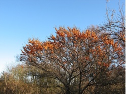 argousier-hergo-femelle-Hippophae-rhamnoides- Haie champetre  - Pepiniere Alsace - Vegetal Local Nord Est- Bio - Jardin forêt comestible - fruitier - permaculture 