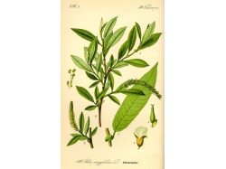 Saule à trois étamines - Salix triandra - Haie champetre  - Pepiniere Alsace - Vegetal Local Nord Est - Bio - Jardin forêt comestible - fruitier - permaculture