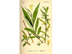 Saule blanc - Salix alba - Haie champetre  - Pepiniere Alsace - Vegetal Local Nord Est - Bio - Jardin forêt comestible - fruitier - permaculture