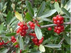 Shépherdie argentée - Shepherdia argentea - Haie champetre  - Pepiniere Alsace - Vegetal Local Nord Est - Bio - Jardin forêt comestible - fruitier - permaculture